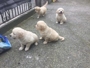 Entzückende Golden-Retriever-Welpen zu verkaufen