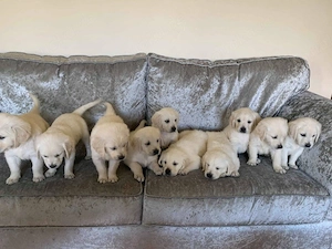 Entzückende Golden-Retriever-Welpen zu verkaufen