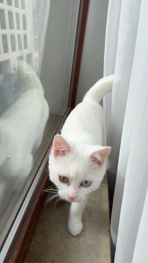 Türkische Angora katze 