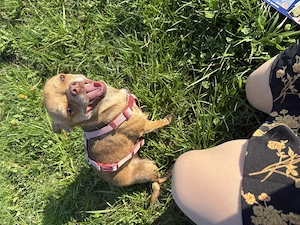 Chihuahua   Hund 