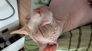 Aktiver Sphynx Kater sucht neues zu Hause 