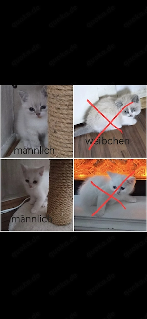 Süße BKH Kitten abzugeben   1 Weibchen & 3 Männlich   