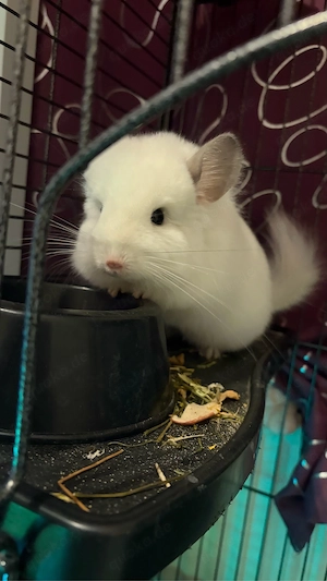 chinchilla Männchen abzugeben
