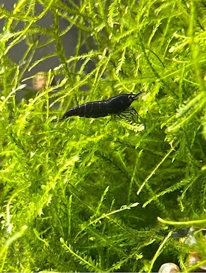 Black Rose Neocaridina Zwerggarnelen 