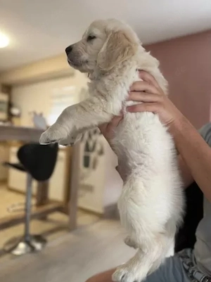 Golden retriever 