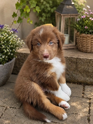 Australian shepherd 