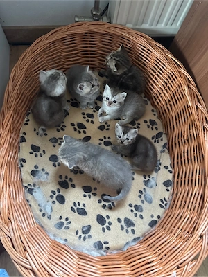 Verkaufe meine 6 Kleinen Kitten an ein liebevolles Zuhause 