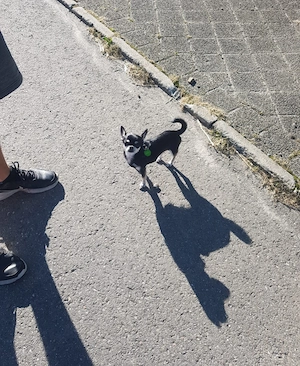 Neues Zuhause gesucht! Chihuahua Dame Kurzhaar 4,5 Jahre 