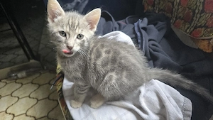 Bengal mix kätzchen