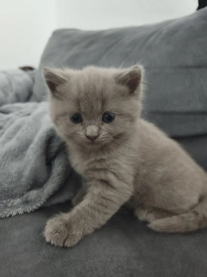 bkh main coon kitten 