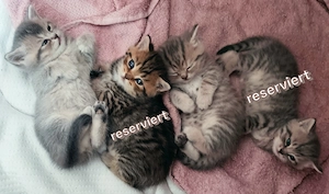 Vier süße kleine BKH-Kitten
