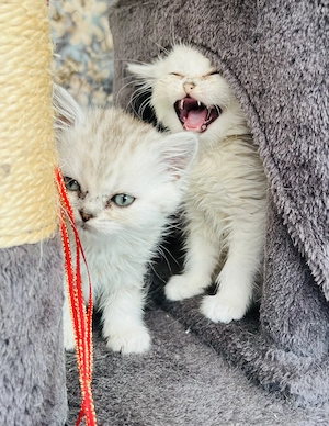 4 Süße Kitten suchen ein liebevolles Zuhause