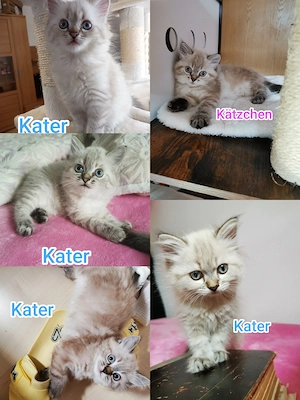 Heilige Birma Kitten 
