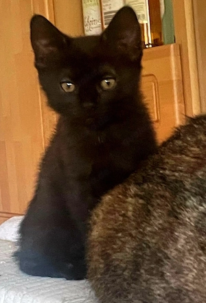 wunderschönes kitten