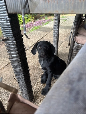 deutsch drahthaar mit schnauzer welpe
