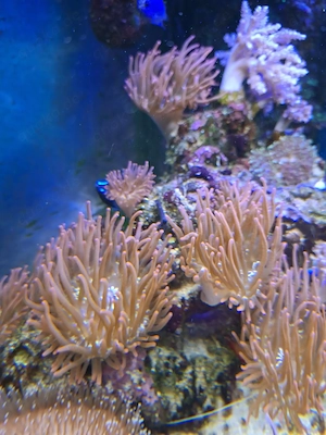  Rote Kupferanemonen  verschiedene Grössen