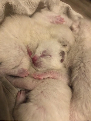 Siam Kitten 