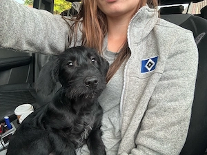 deutsch drahthaar schnauzer welpe 