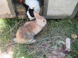 Kaninchen abzugeben