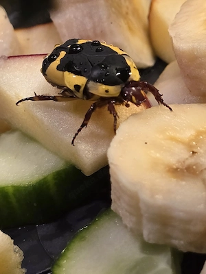 Südafrikanische Fruchtkäfer (Pachnoda sinuata)