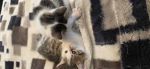 Baby katzen abzugeben