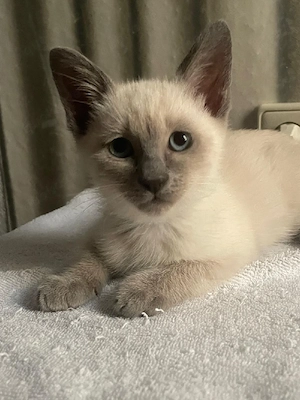 Siam kitten Reinrassige  Bild 3