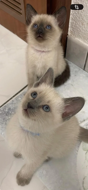Siam kitten Reinrassige  Bild 2