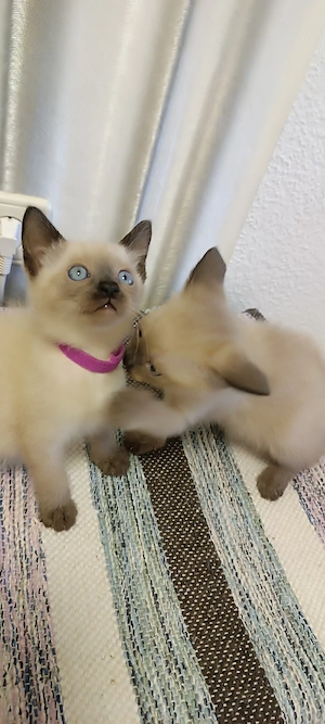 Siam kitten Reinrassige  Bild 8