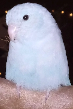 Blaugenick-Sperlingspapagei männlich gesucht