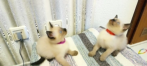 Siam kitten Reinrassige  Bild 7