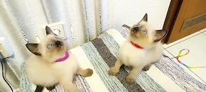 Siam kitten Reinrassige  Bild 6
