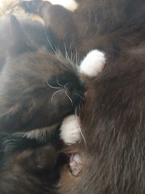 4 katzen baby suchen nues haus
