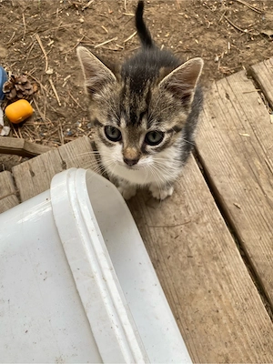 Katzenbaby sucht ein Zuhause