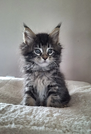 Maine Coon 