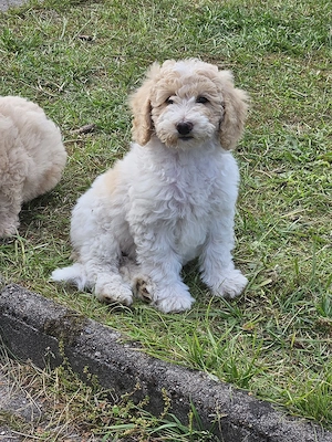 Goldendoodle Welpen