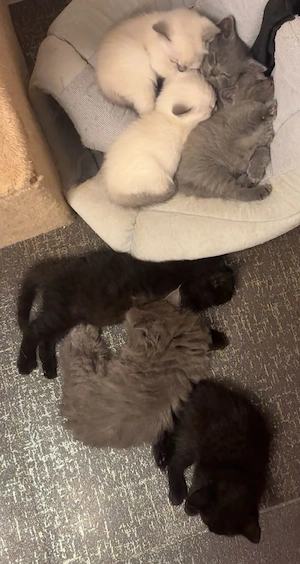 BKH Kitten