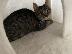 Die beiden Katzen suchen ein neues Zuhause 