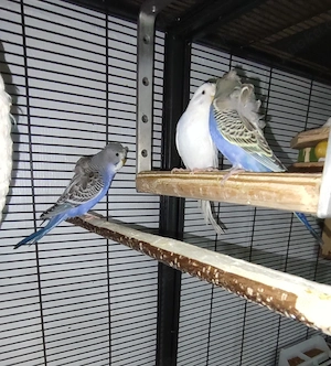 Vögel Wellensittich