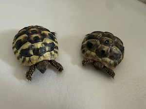 Griechische Landschildkröten 2 Jahre 