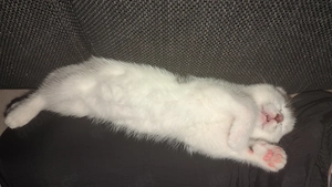 Damen Kitten 15 Wochen 