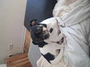 Chihuahua- Jack Russle Mix
