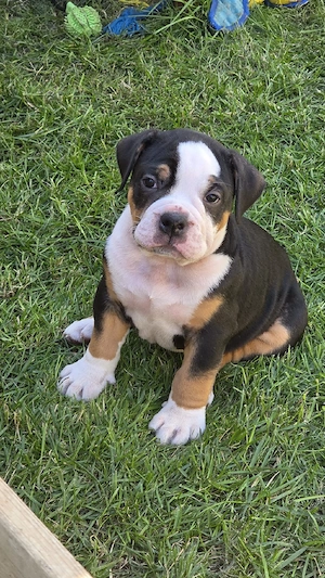 Old English Bulldog Welpen