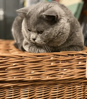 Deckkater Bkh 