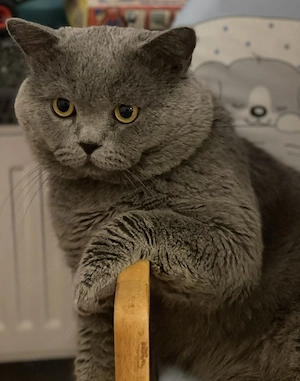 Deckkater Bkh  Bild 2