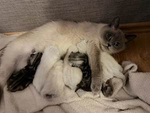 BKH Perser mix Kitten
