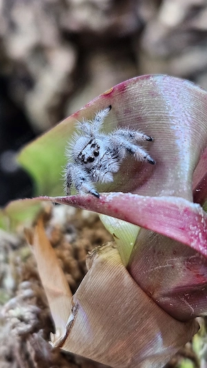 Springspinnen (Phidippus regius bahamas)
