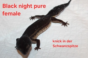 Black night pure Weibchen aus 24' 