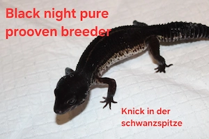 Black night pure Weibchen aus 22' proven breeder