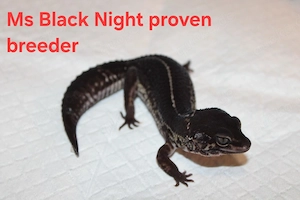 Ms Black night aus ende 22' proven breeder