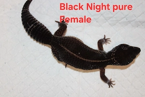 Black night pure Weibchen aus 23' 